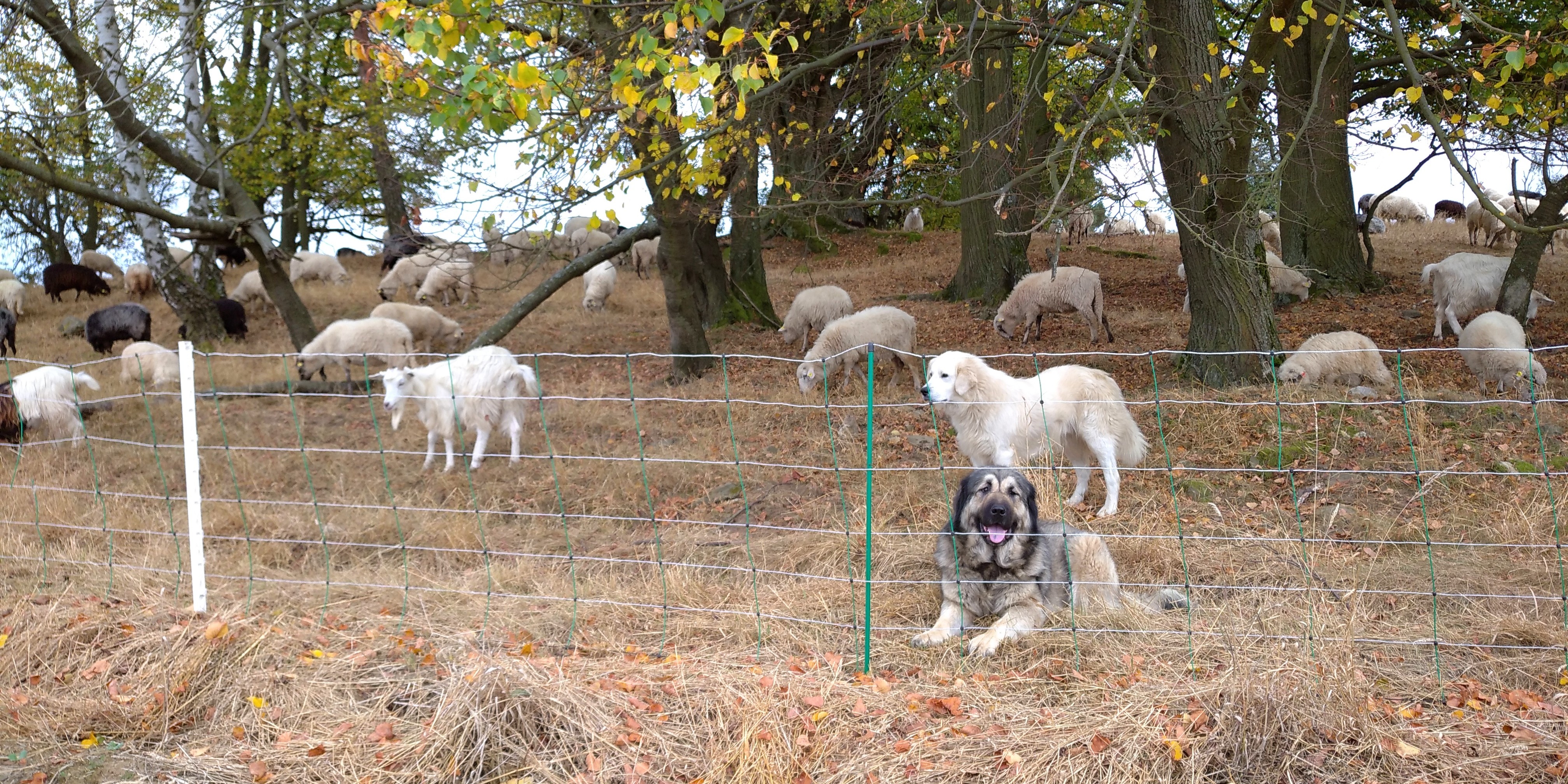 Smíšené stádo ovcí a koz za elektrickým hrazením hlídané dvěma ovčáckými psy.
