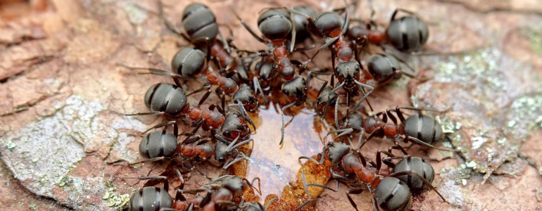 Mravenci, foto Lubomír Dajč