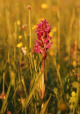 Pevnost nad průsmykem, orchideje a kamenné gule