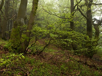 Lesy v okolí  Deštného