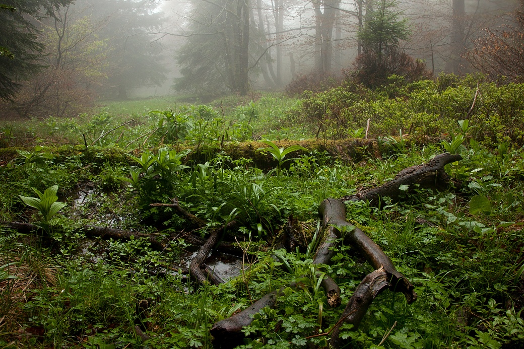 Lesní prameniště v Šerlišském lese detail