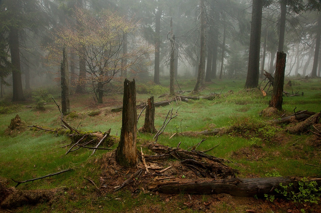 Porost v Šerlišském lese