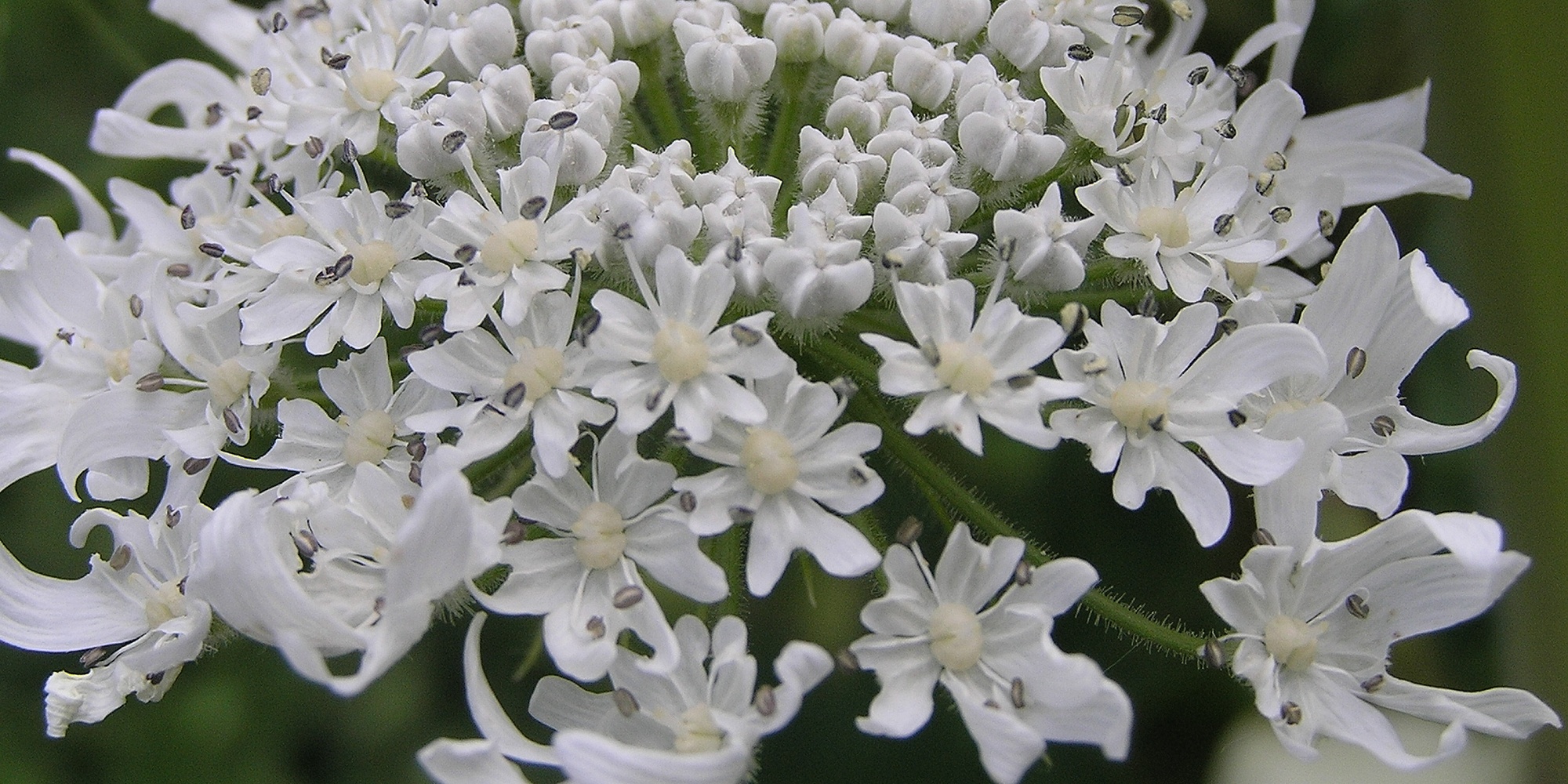 Detail květu bolševníku velkolepého.