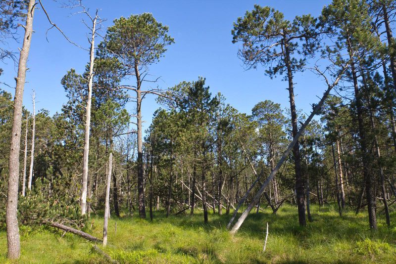 Blatkový bor na rašeliništi NPR Dářko