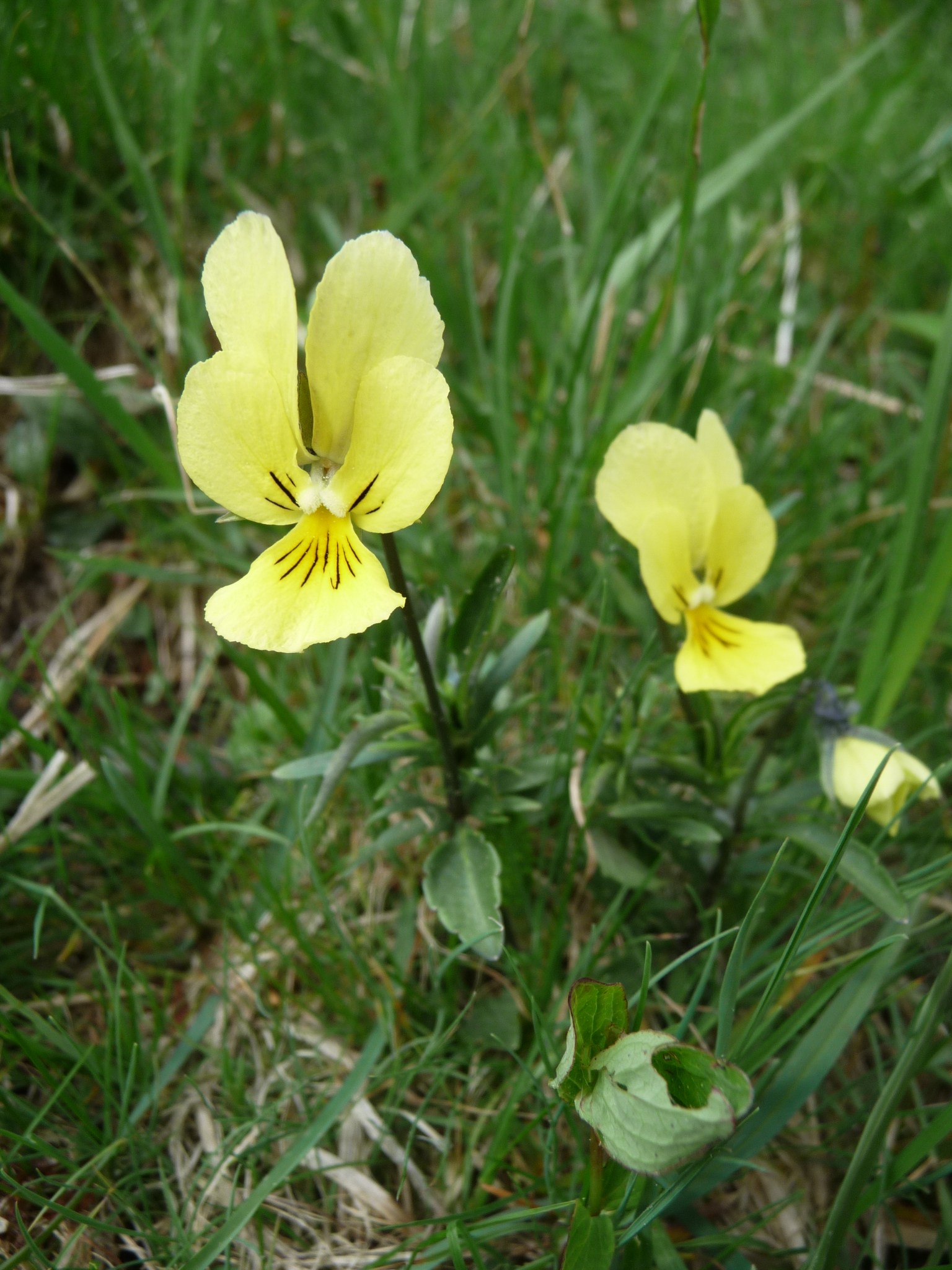 Viola lutea