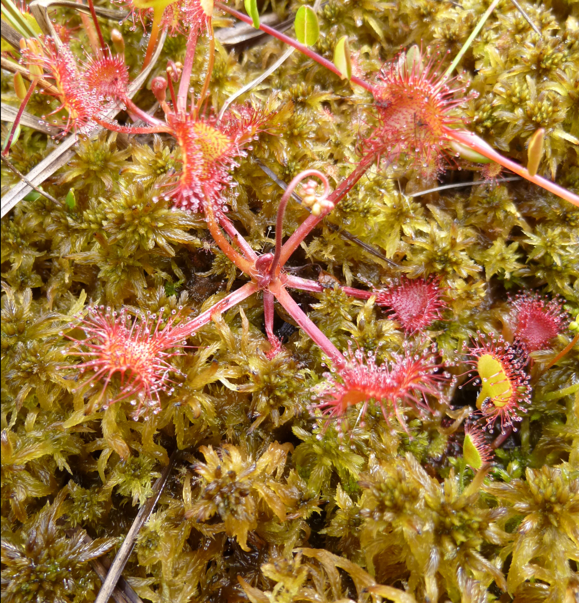 Drosera rotundifolia